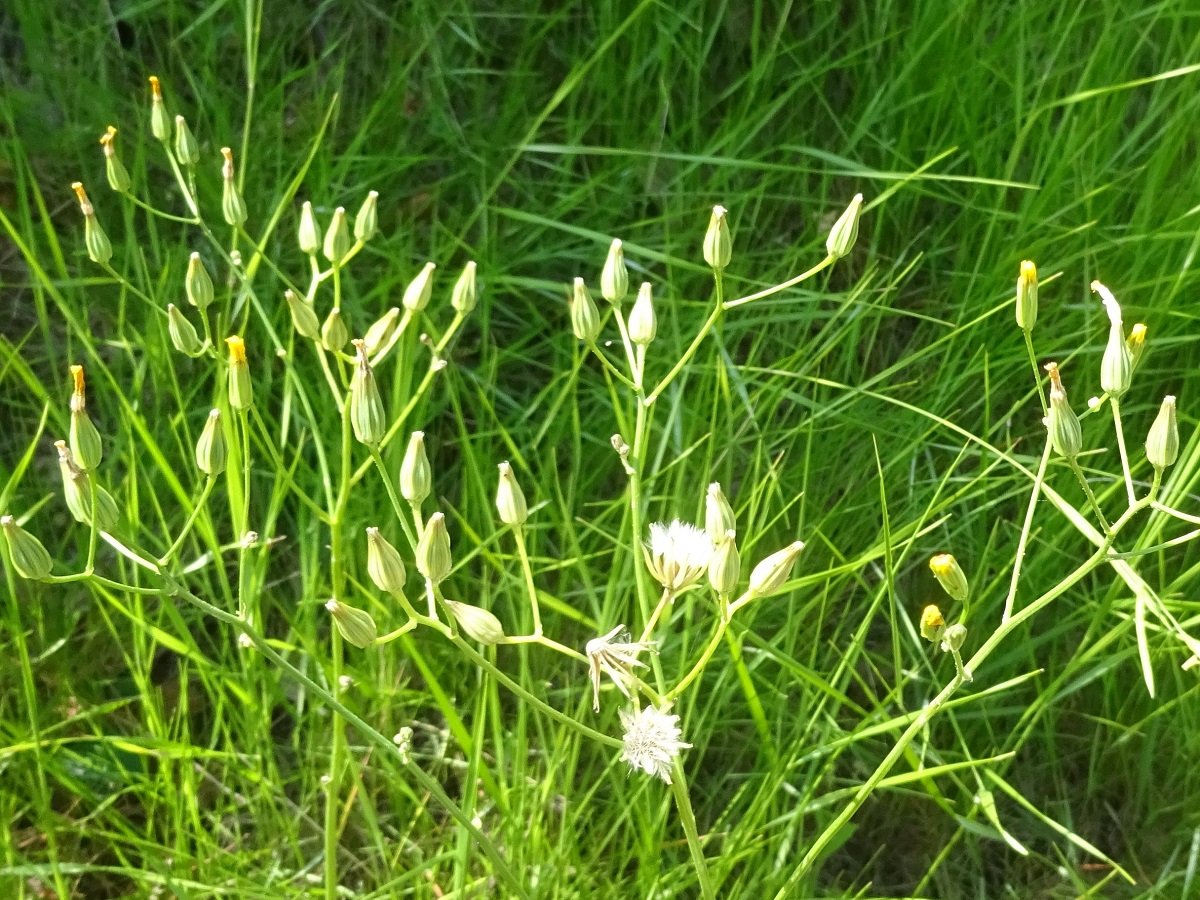 Crepis pulchra (Asteraceae)